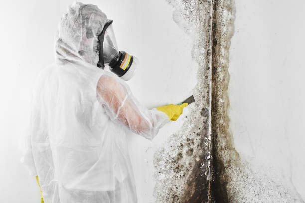 Best Commercial Mold Inspection  in Center Point, NM